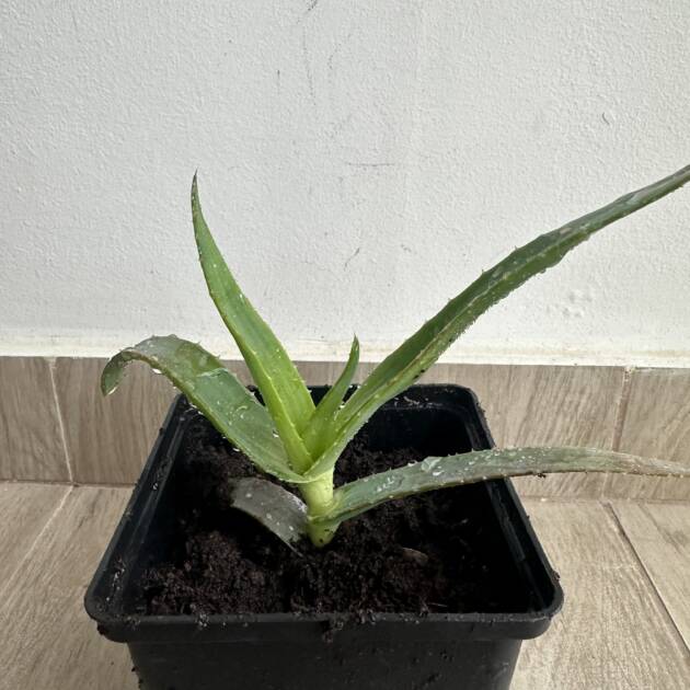 Aloe thraskii