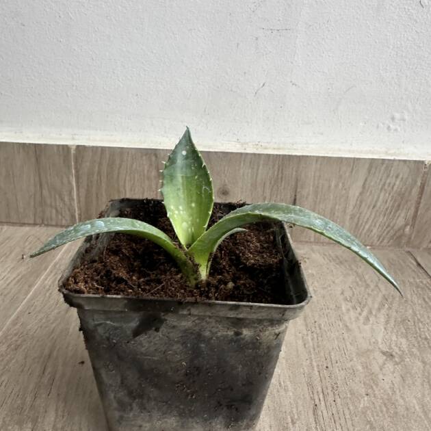 Óriás agávé - Agave chrysantha 'Giant'