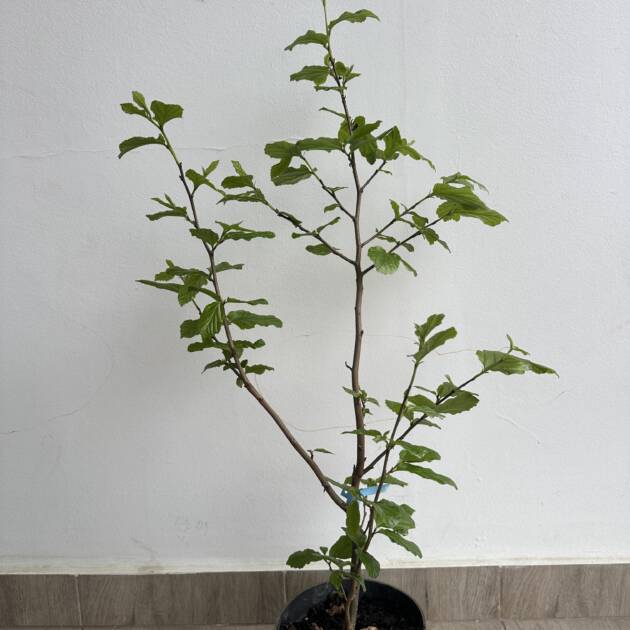 Perzsa varázsfa - Parrotia persica 'Burgundy'