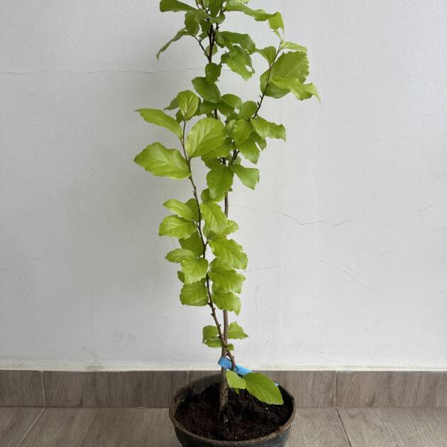 Perzsa varázsfa - Parrotia persica 'Vanessa'