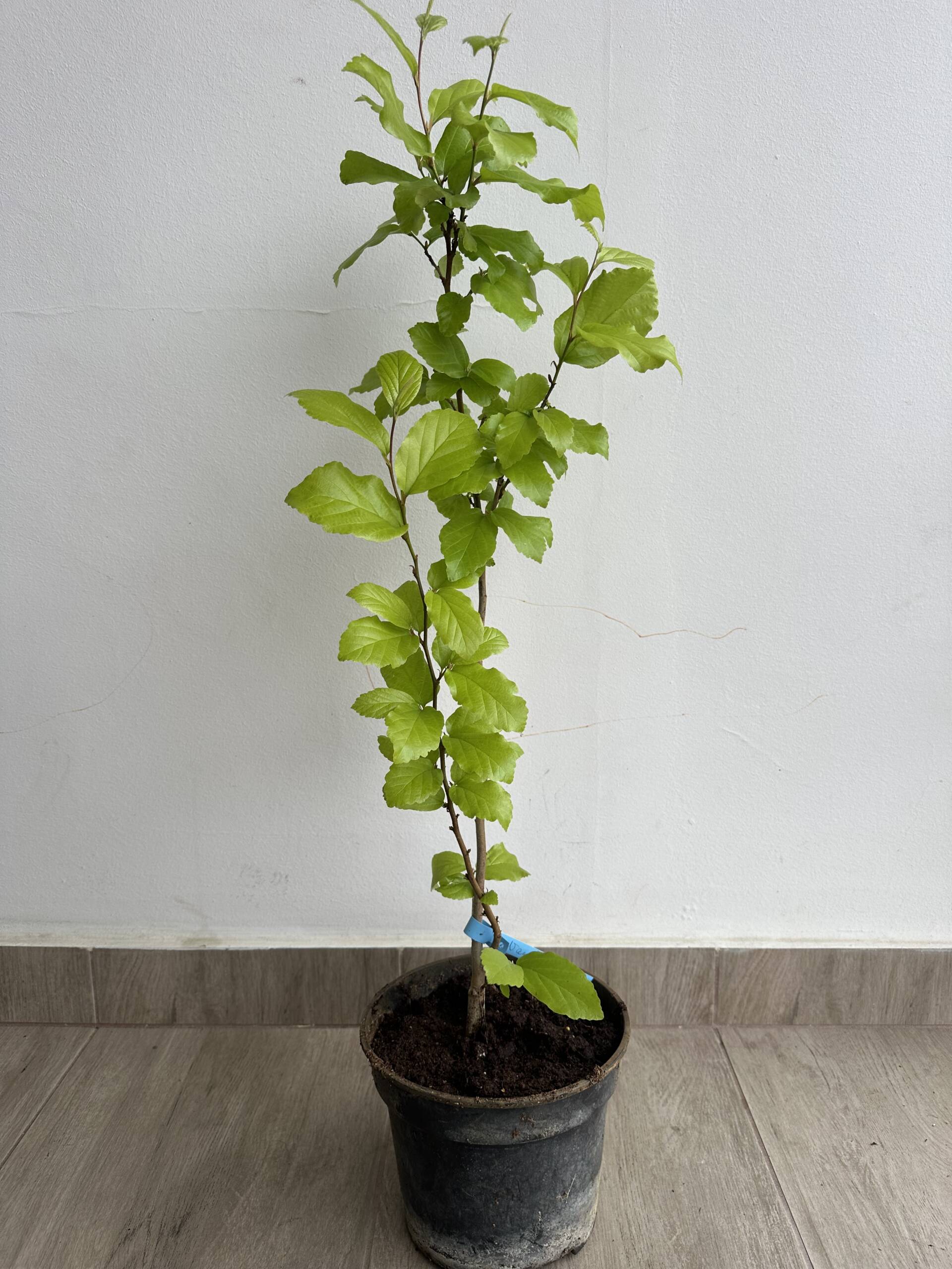 Perzsa varázsfa - Parrotia persica 'Vanessa'