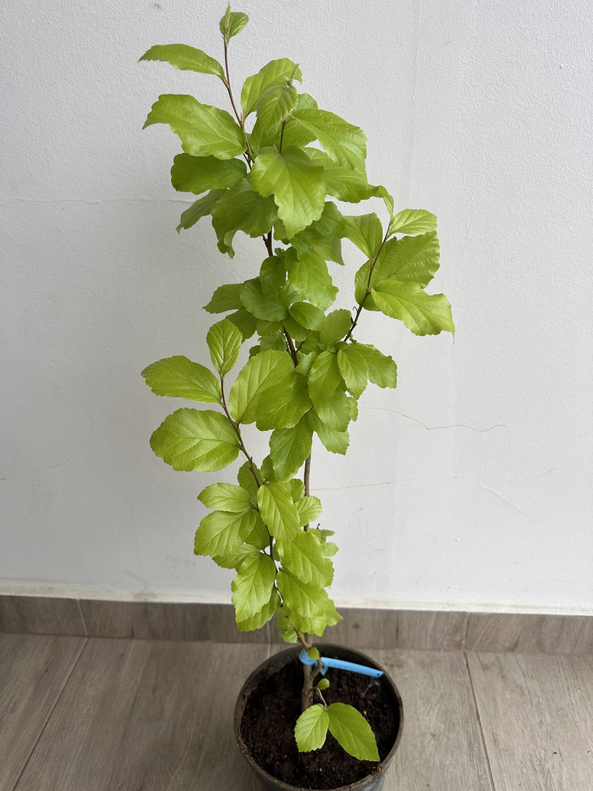 Perzsa varázsfa - Parrotia persica 'Vanessa' - Image 2