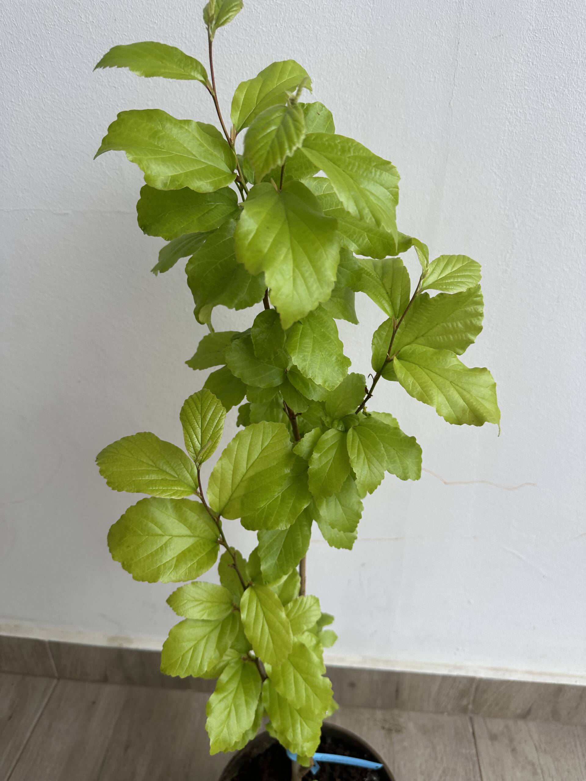 Perzsa varázsfa - Parrotia persica 'Vanessa' - Image 3
