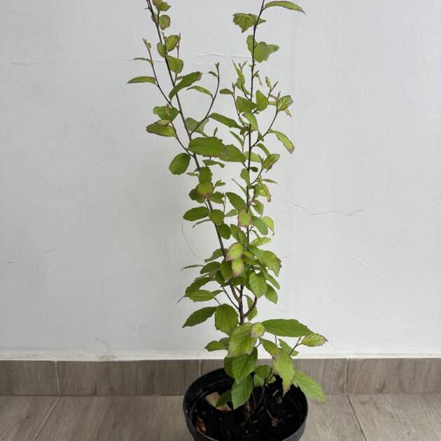 Perzsa varázsfa - Parrotia persica 'Persian Spire'