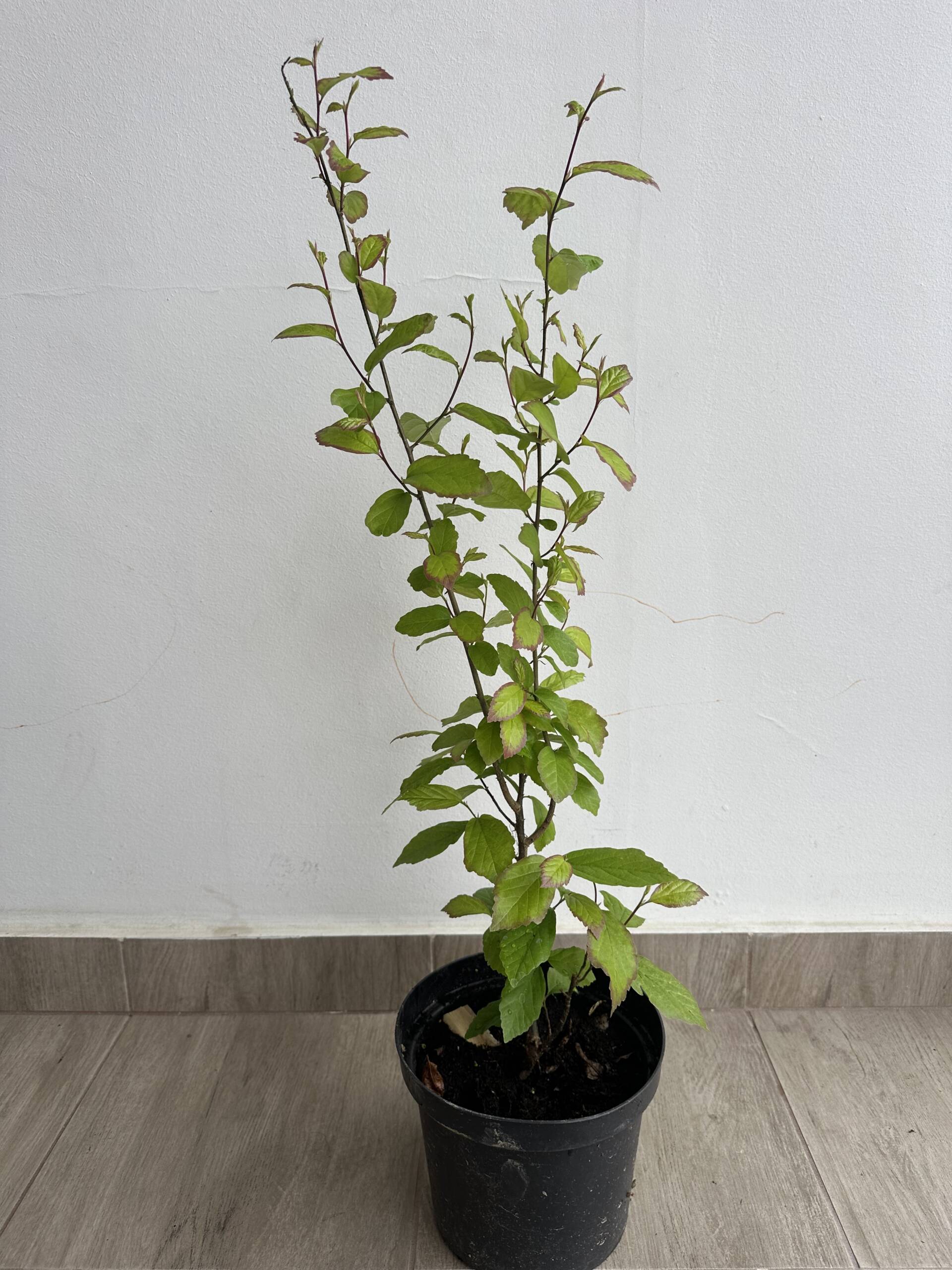 Perzsa varázsfa - Parrotia persica 'Persian Spire'