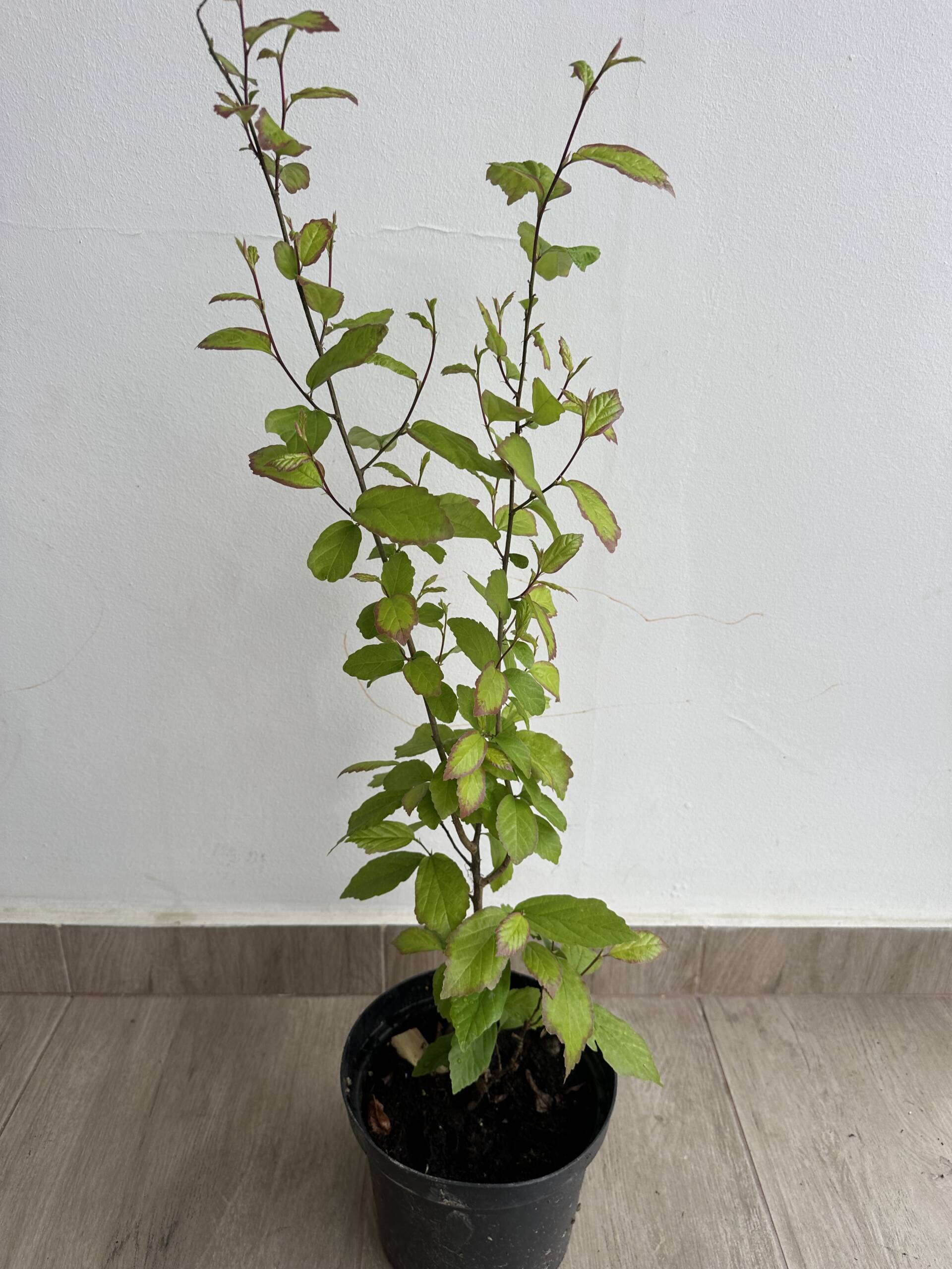 Perzsa varázsfa - Parrotia persica 'Persian Spire' - Image 2