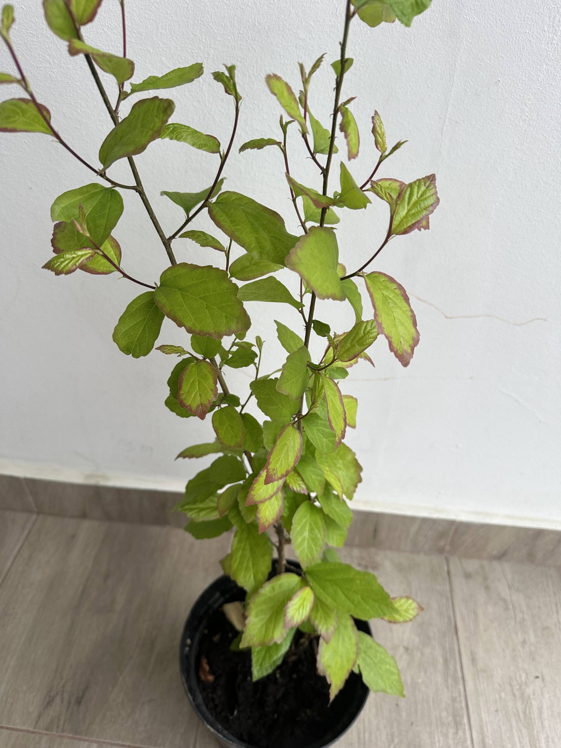 Perzsa varázsfa - Parrotia persica 'Persian Spire' - Image 3