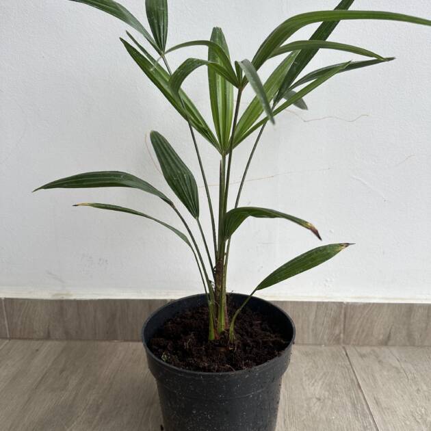 Kínai kenderpálma - Trachycarpus Fortunei