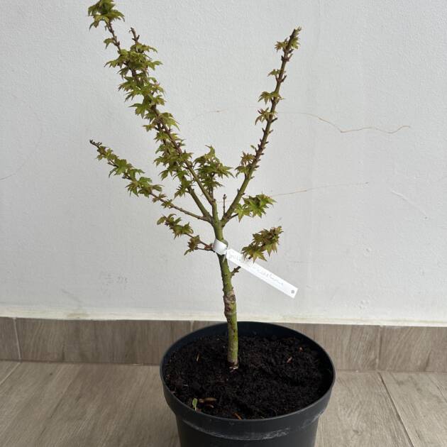 Acer palmatum ‘Goshiki-kotohime’