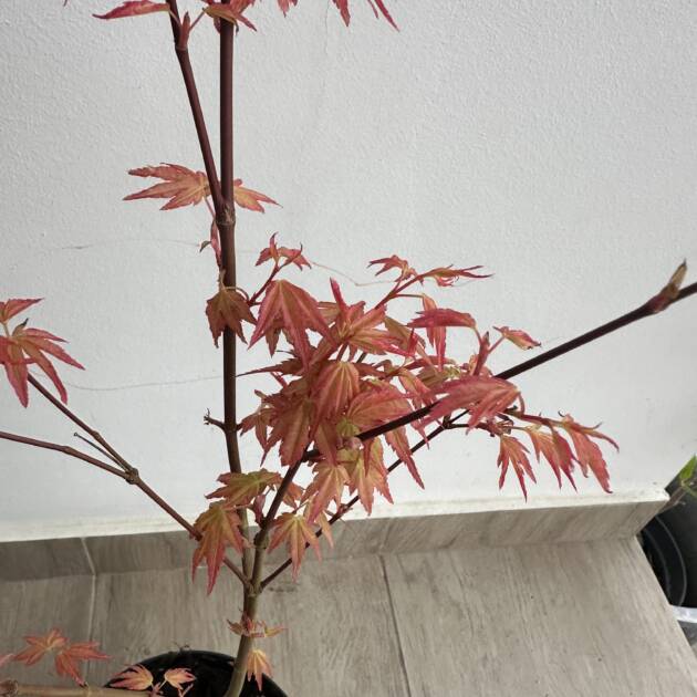 Acer palmatum ‘Beni-zuru’