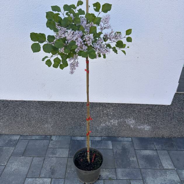 Törpe orgona - Syringa meyeri 'Palibin' (Törzses)