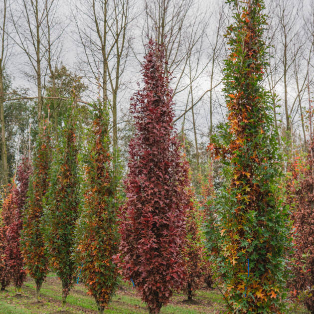 Oszlopos mocsári tölgy - Quercus palustris 'Green Pillar'