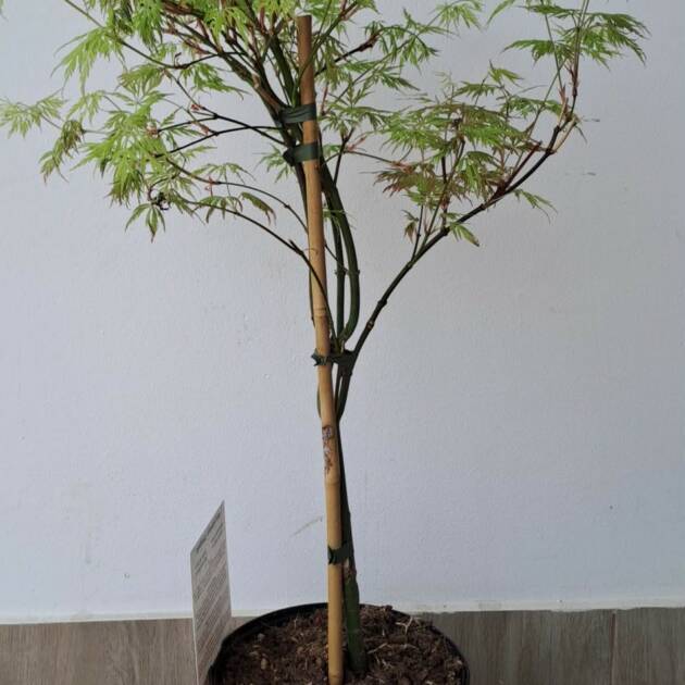 Acer palmatum 'Orangeola'