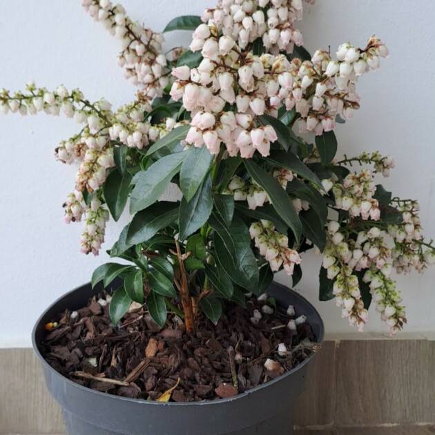 Babérhanga - Pieris japonica 'Pink Passion'