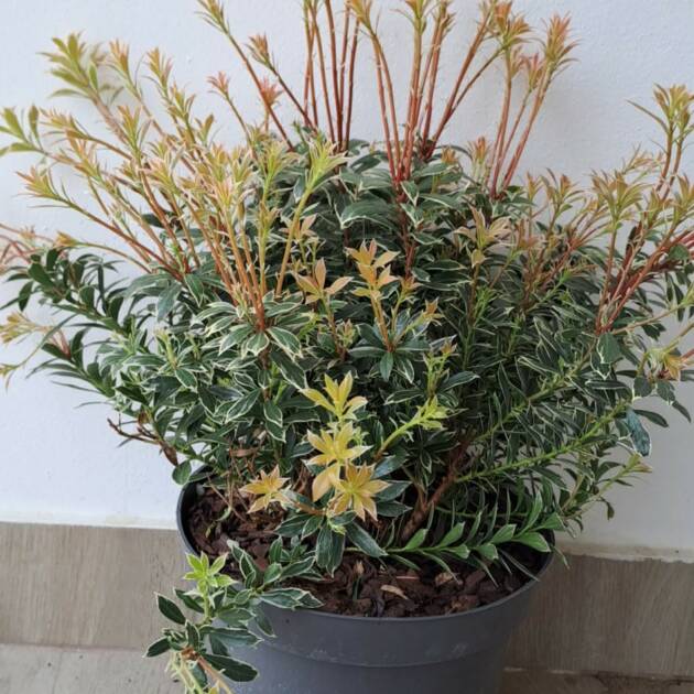 Babérhanga - Pieris japonica 'Little Heath'