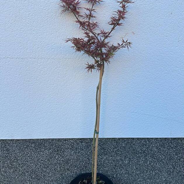 Acer palmatum ‘Jerre Schwartz’ (törzses)