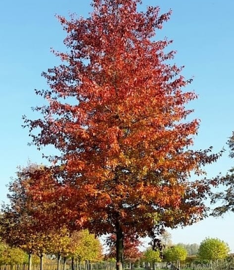 Mocsári tölgy - Quercus palustris