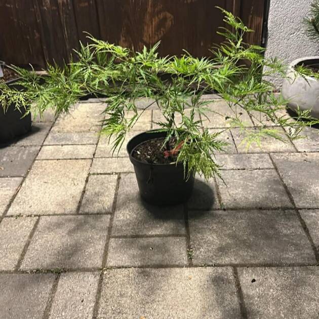 Acer palmatum ‘Birthday Wishes’