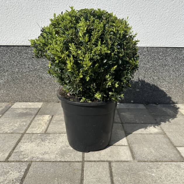 Örökzöld puszpáng – Buxus sempervirens