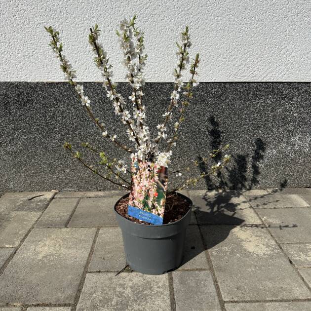Pelyhes meggy - Prunus tomentosa