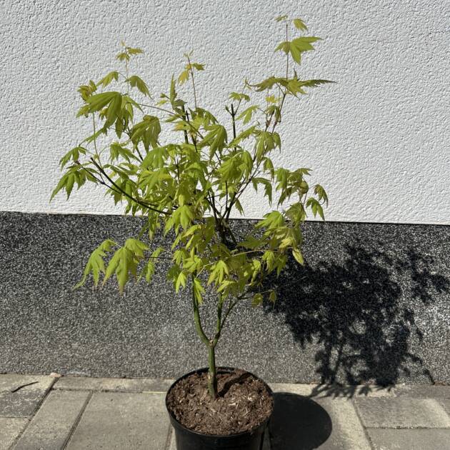 Acer palmatum ‘Orange dream’