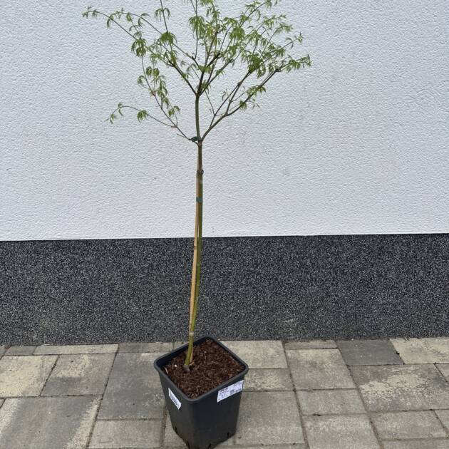 Acer palmatum 'Seiryu' (törzses)