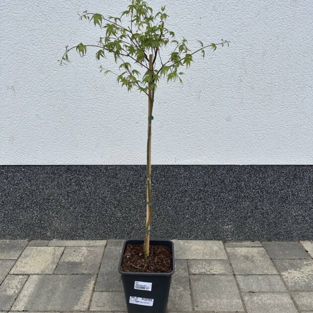 Acer palmatum 'Oridono Nishiki' (törzses)