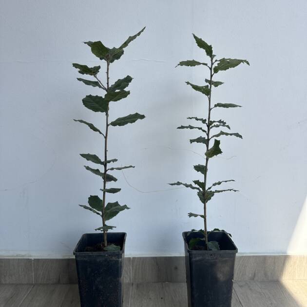 Magyaltölgy - Quercus ilex