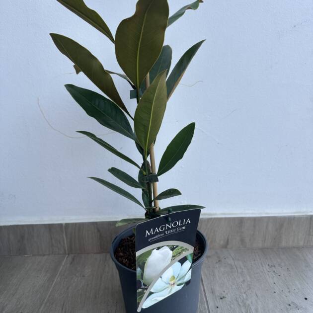 Örökzöld magnólia - Magnolia grandiflora 'Little Gem'