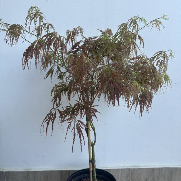 Acer palmatum 'Ornatum'