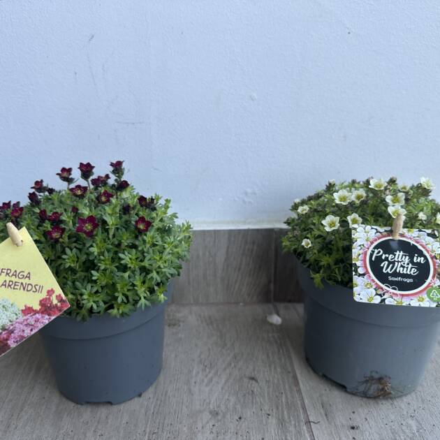 Kőtörőfű - Saxifraga arendsii