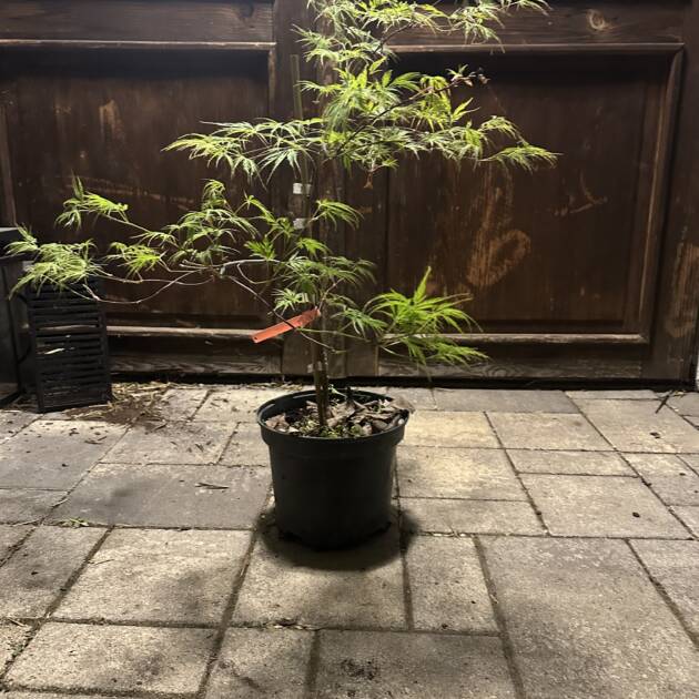 Acer palmatum 'Marielle'