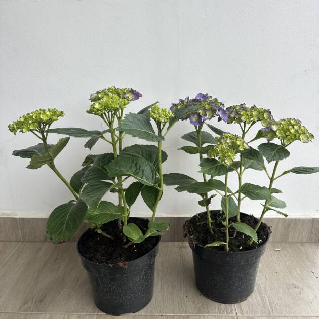 Kerti hortenzia - Hydrangea macrophylla 'Little Blue'