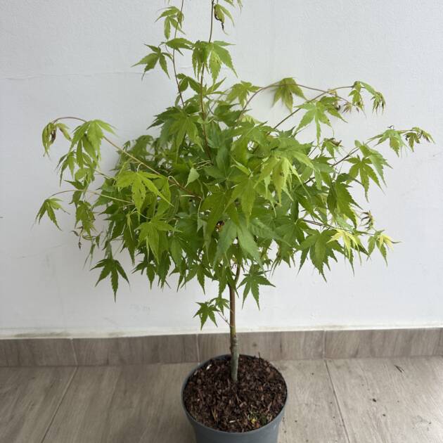 Acer palmatum 'Sango Kaku'