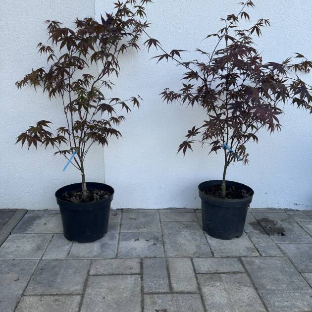 Acer palmatum 'Bloodgod'