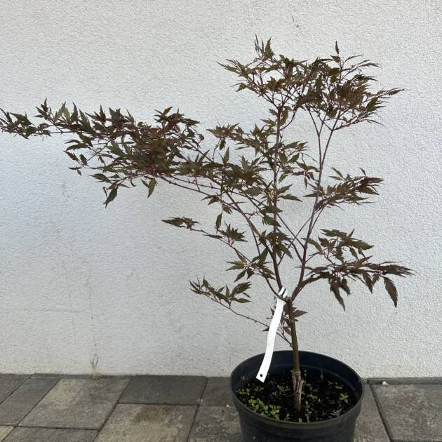 Acer palmatum 'Verkade's Jacus Potus'
