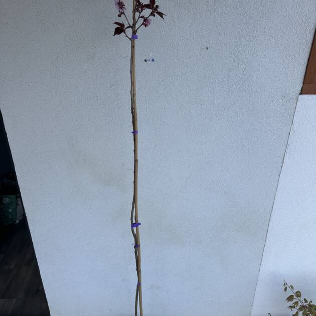 Vöröslevelű japán díszcseresznye - Prunus serrulata 'Royal Burgundy'