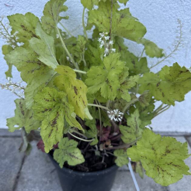 Tűzeső - Heuchera micranta 'Yellowstone Falls'