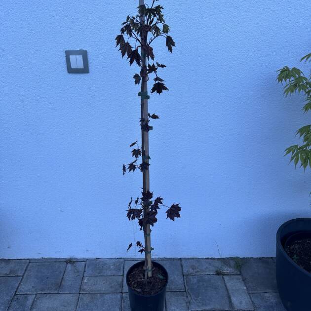 Vöröslevelű korai juhar - Acer platanoides 'Royal Red'