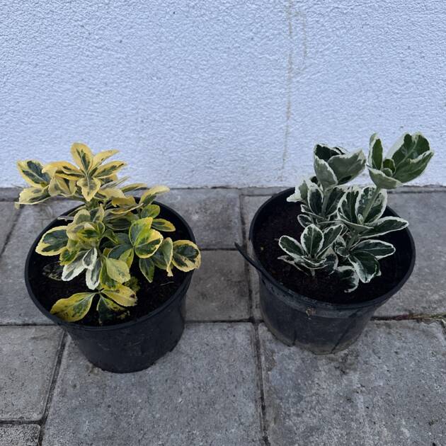 Japán kecskerágó - Euonymus japonicus