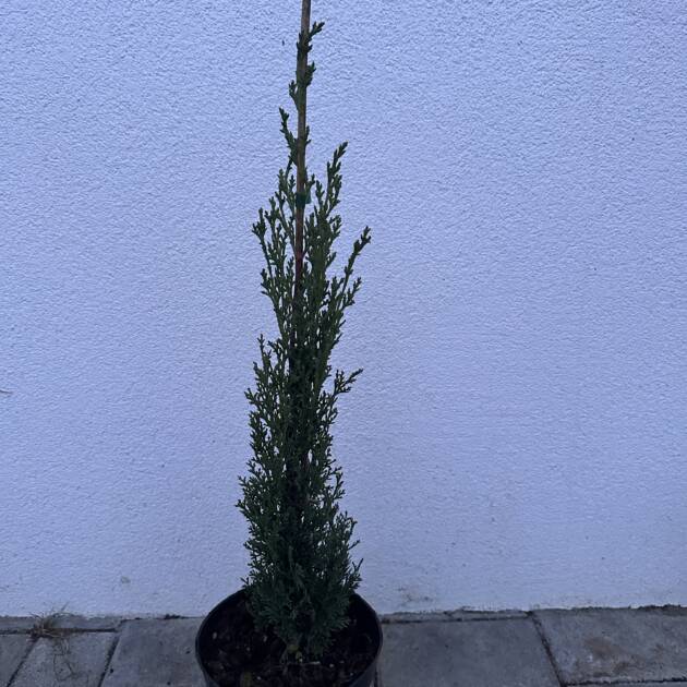 Európai ciprus – Cupressus sempervirens ‘Totem’