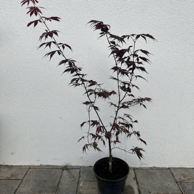 Acer palmatum 'Fireglow'