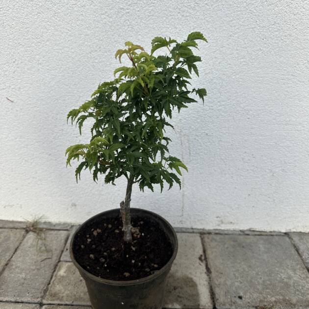 Acer palmatum 'Shishigshira'