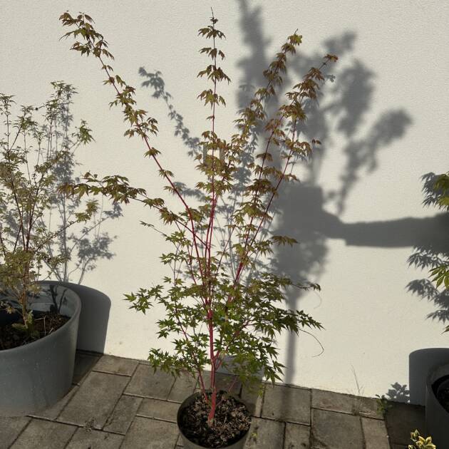 Acer palmatum 'Sango Kaku'