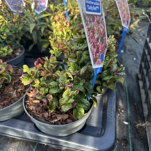 Fürtöshanga - Leucothoe axillaris 'Curly Red'