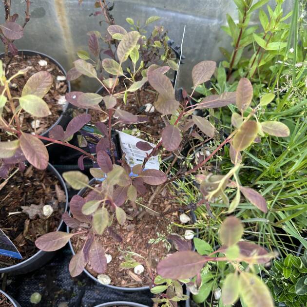 Vörös cserszömörce - Cotinus coggygria 'Royal Purple'