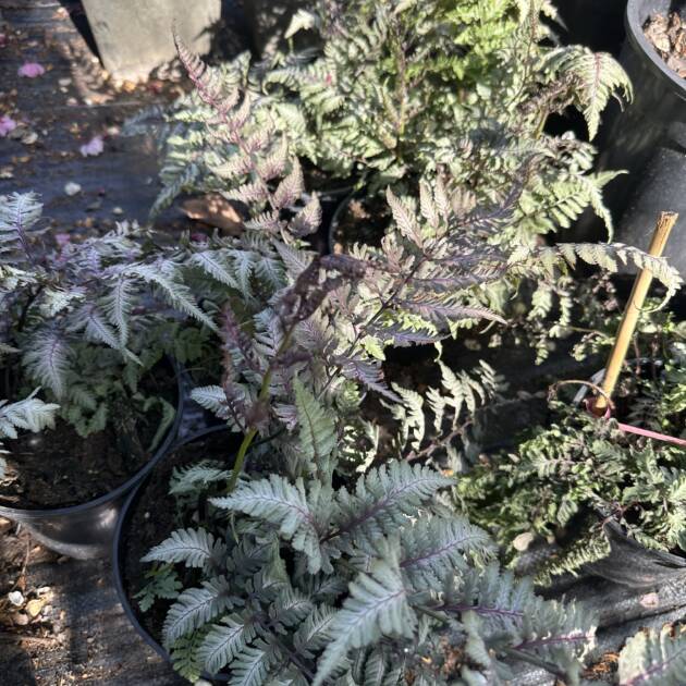 Japán hölgypáfrány - Athyrium niponicum var. pictum 'Burgundy Lace'