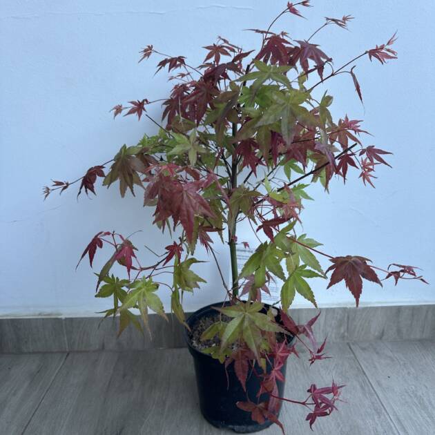 Acer palmatum 'Shin-deshojo'