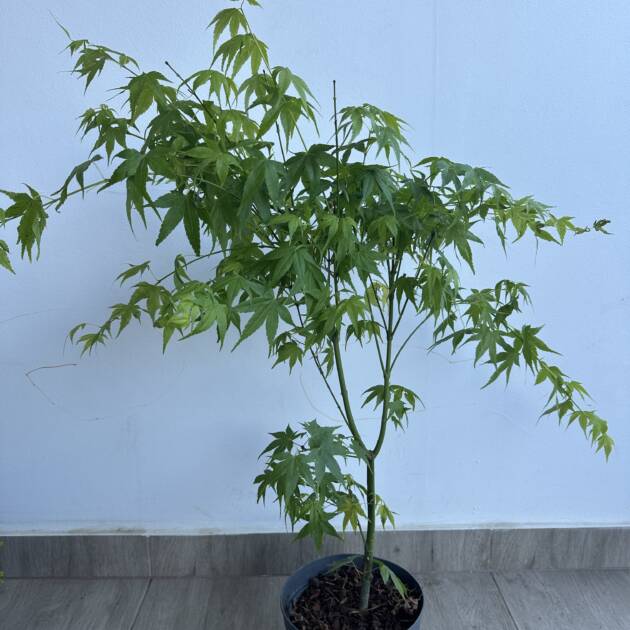 Acer palmatum 'Aoyagi'