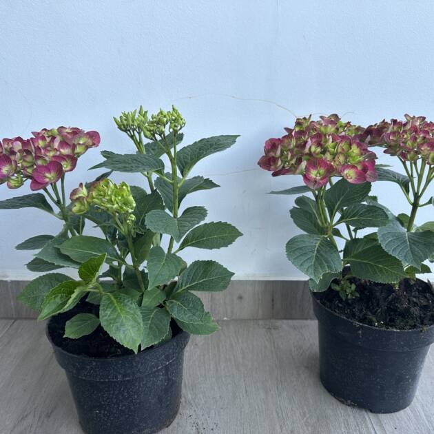 Kerti hortenzia - Hydrangea macrophylla 'Bright Red Power'